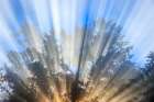 USA-Washington-Seabeck. Morning sun filtering through fog. Art Print